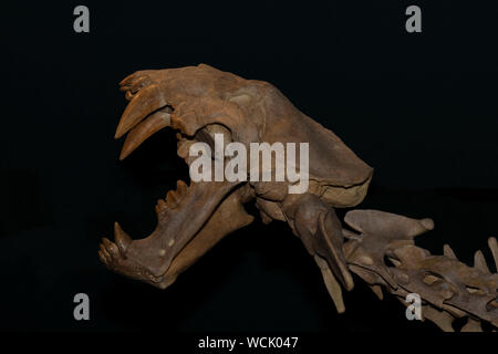 Crâne d'un chat, Xenosmilus hodsonae Sabre, du Pléistocène 1.8 millions à 10 000 ans. Banque D'Images