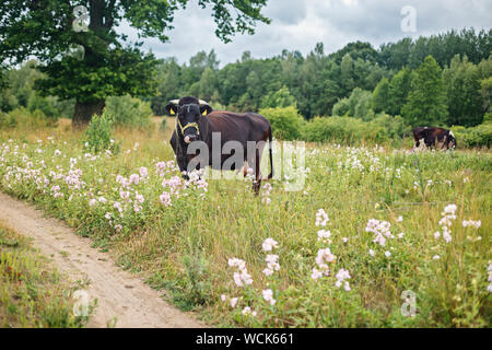 Vache dans champ de fleur mange de l'herbe. Journée d'été nuageux dans un village. Forêt en arrière-plan Banque D'Images