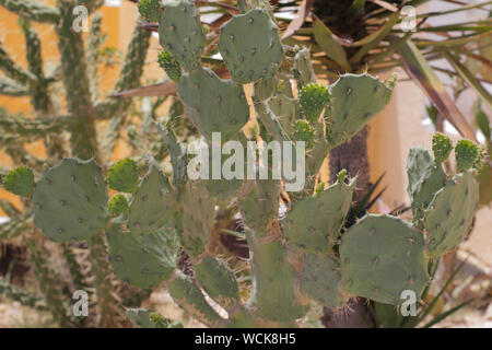 Genre de cactus. Cactus vivant en Afrique, avec un climat aride et chaud. Cactus pousse dans la nature. Grand cactus aiguilles sont visibles. Banque D'Images