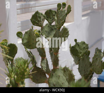 Genre de cactus. Cactus vivant en Afrique, avec un climat aride et chaud. Cactus pousse dans la nature. Grand cactus aiguilles sont visibles. Banque D'Images