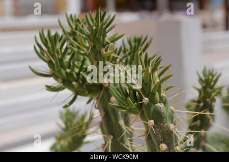 Genre de cactus. Cactus vivant en Afrique, avec un climat aride et chaud. Cactus pousse dans la nature. Grand cactus aiguilles sont visibles. Banque D'Images