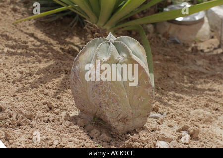 Genre de cactus. Cactus vivant en Afrique, avec un climat aride et chaud. Cactus pousse dans la nature. Grand cactus aiguilles sont visibles. Banque D'Images