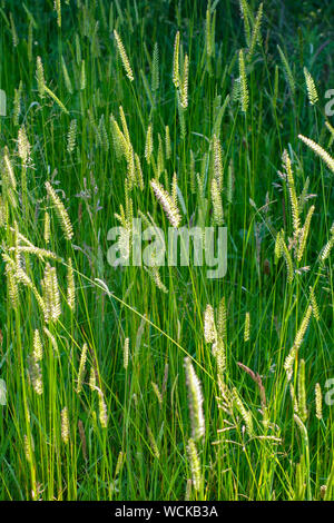 Dogstail Crested grass (Cynosurus cristatus) Stoke-on-Trent, Staffordshire, Angleterre, RU Banque D'Images