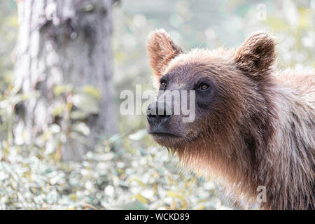 Grizzli close-up à la tête vers la caméra, Ursus arctos horribilis, l'ours brun, de l'Amérique du Nord, Canada, Banque D'Images