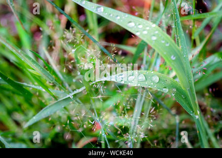 Pluie d'été tombe sur un brin d'herbe Banque D'Images