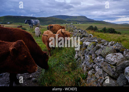 Highland cattle (gaélique écossais : Bò Ghàidhealach ; Scots : Heilan coo) sont une race de bovins écossais. Ils ont de longues cornes et long, ondulé, manteaux laineux t Banque D'Images