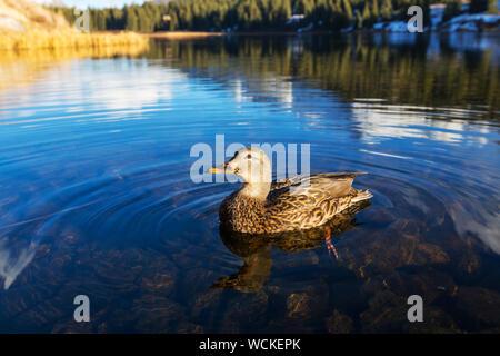 Canard colvert incroyable sur les montagnes lac Banque D'Images