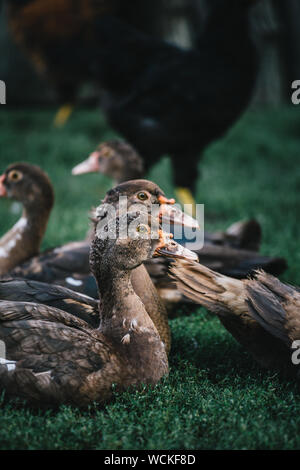 Petit troupeau de canards gris et brun marche sur cour de ferme dans la lumière du soleil. Banque D'Images