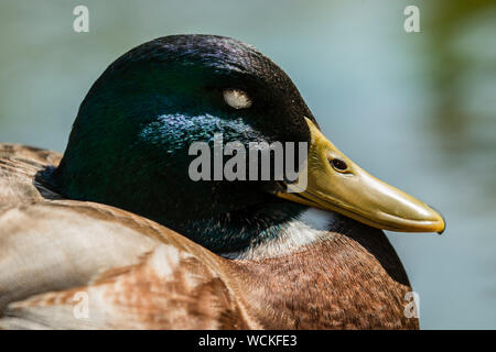 Détail de la tête d'un Canard colvert mâle pendant le sommeil Banque D'Images