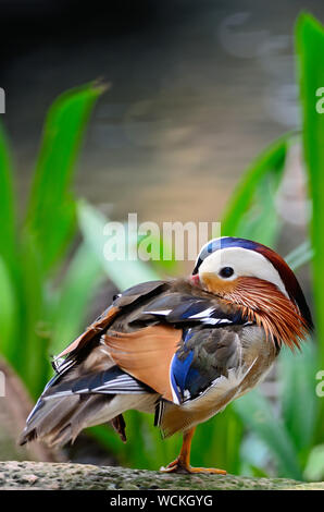 Beau mâle Canard mandarin (Aix galericulata) Banque D'Images