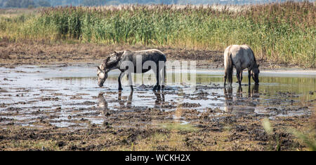 Poneys Sauvages À La Lagune Banque D'Images