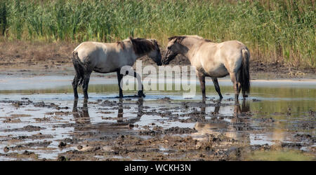 Poneys Sauvages À La Lagune Banque D'Images