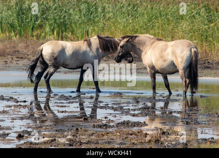 Poneys Sauvages À La Lagune Banque D'Images