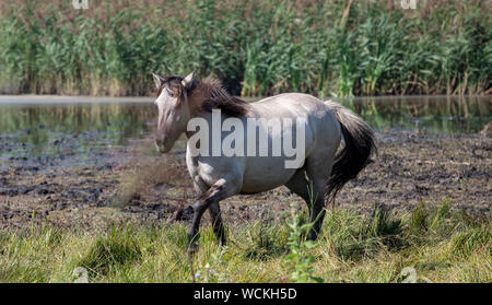 Poneys Sauvages À La Lagune Banque D'Images