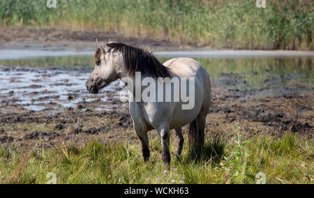 Poneys Sauvages À La Lagune Banque D'Images