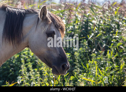 Poneys Sauvages À La Lagune Banque D'Images