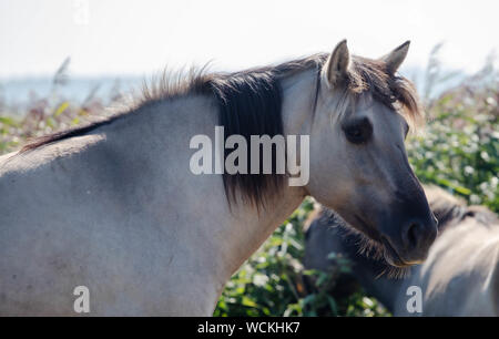 Poneys Sauvages À La Lagune Banque D'Images