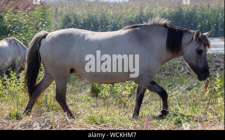 Poneys Sauvages À La Lagune Banque D'Images