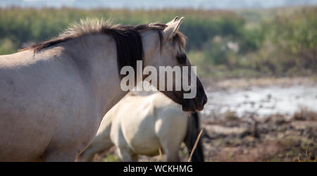 Poneys Sauvages À La Lagune Banque D'Images