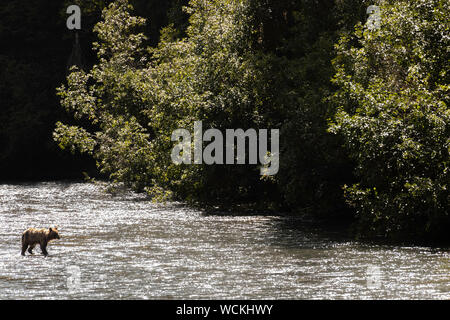 Grizzly Bear en traversant une rivière peu profonde, Ursus arctos horribilis, l'ours brun, de l'Amérique du Nord, Canada, Banque D'Images