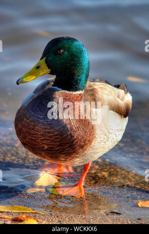 Plan du canard sauvage - mallard Banque D'Images