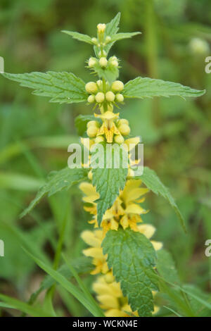 Archange ou Lamium galeobdolon Banque D'Images