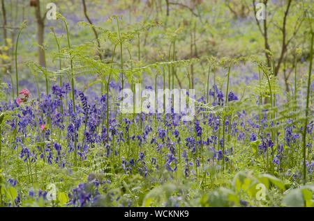 Bluebells et émergents bracken dans un défrichement des terres forestières. Banque D'Images