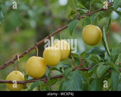 Jaune d'mirabelles en croissance et de la maturation sur l'arbre. Banque D'Images