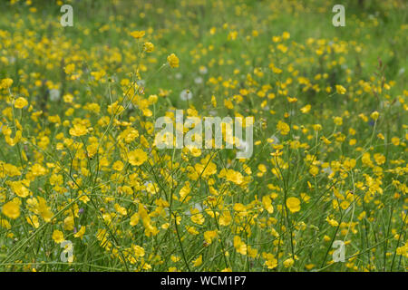 Renoncules dans le pré, Goldney House and Gardens, Clifton, Bristol, Royaume-Uni Banque D'Images