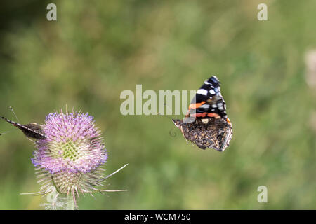 L'amiral rouge papillon sur Cardère Banque D'Images