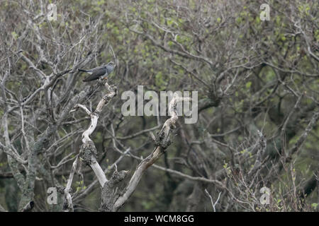 Cuculus canorus Common Cuckoo ( ), l'appel des hommes, perché sur un arbre sec en ce qui concerne la distance à la lisière d'une forêt, de la faune, de l'Europe. Banque D'Images