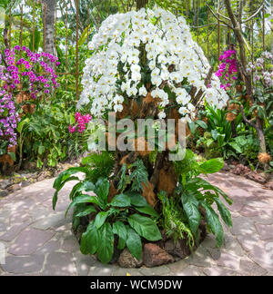 Orchidées dans les Arches d'argent avec Brassavola nodosa (dame de la nuit) au centre, National Orchid Garden, jardins botaniques de Singapour, Singapour