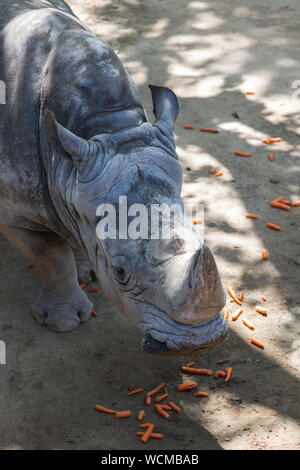 Rhinocéros blanc du sud manger des carottes Banque D'Images