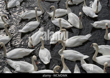 Groupe de cygnes dans la rivière Severn à Worcester Banque D'Images