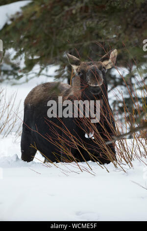 L'orignal (Alces alces ) en hiver, de la neige profonde, jeune taureau, la perte de bois, se nourrissant de buissons, jeu de la navigation, l'air drôle, NP Yellowstone, Wyoming, USA. Banque D'Images