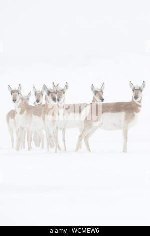 Antilopes ( Antilocapra americana ) en hiver, la poudrerie, debout près, regardé attentivement, Yellowstone NP. USA. Banque D'Images