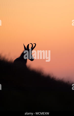 Chamois (Rupicapra rupicapra ) couché, au repos dans l'herbe d'un pré alpin, silhouetté contre le ciel du soir de couleur pourpre, de la faune, de l'Europe. Banque D'Images