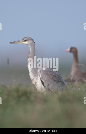 Héron cendré (Ardea cinerea) en collaboration avec l'Oie naine blanche d'hiver (invité) en environnement naturel, lumière douce, de la faune, de l'Europe. Banque D'Images