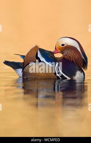 Canard Mandarin ( Aix galericulata ), joli mâle, ses plumes de nettoyage, prendre soin de son plumage, golden Octobre lumière, l'Europe. Banque D'Images