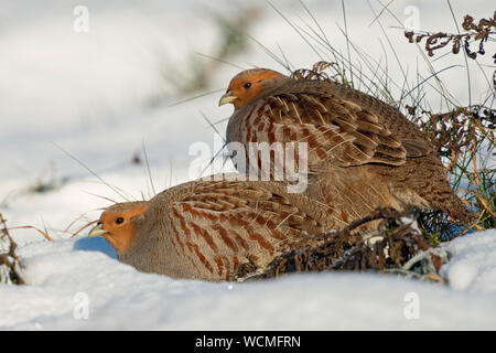 La perdrix grise (Perdix perdix), paire, se reposant dans la neige, comportement secret, sur une journée d'hiver ensoleillée, de la faune, de l'Europe. Banque D'Images