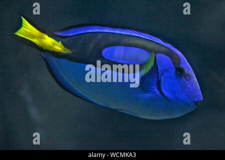 (Paracanthurus hepatus Regal Tang) Banque D'Images