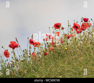 Fleurs sauvages poussant dans le cimetière de l'église paroissiale de St Uny Lelant, Cornwall, Banque D'Images