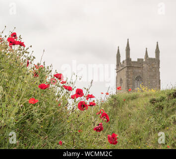 Fleurs sauvages poussant dans le cimetière de l'église paroissiale de St Uny Lelant, Cornwall, Banque D'Images