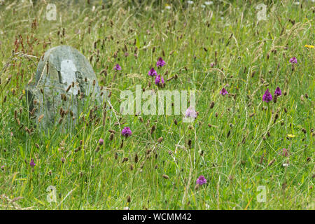 Fleurs sauvages poussant dans le cimetière de l'église paroissiale de St Uny Lelant, Cornwall, Banque D'Images