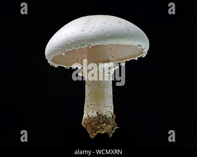 Champignon blanc ''Agaricus'', de champignon isolé sur un fond noir Banque D'Images