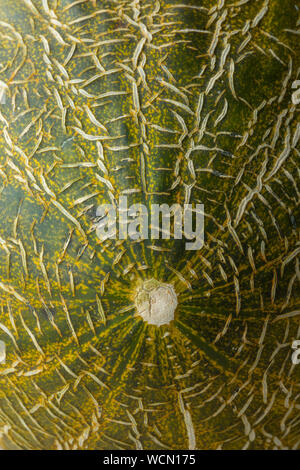 Piel de sapo melon avec un blotched green peel close up full frame Banque D'Images