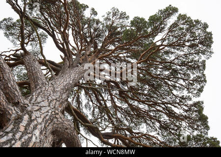Worm's eye view sur tronc et branches de vieux arbres de pin sylvestre (Pinus sylvestris) en forêt écossaise, Highlands, Scotland, UK Banque D'Images