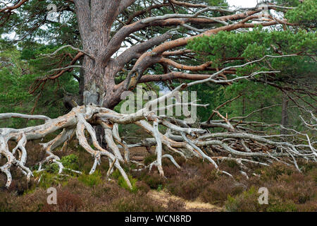 Vieux arbres de pin sylvestre (Pinus sylvestris) avec les racines exposées dans la lande, le Parc National de Cairngorms, Badenoch et Strathspey, Ecosse, Royaume-Uni Banque D'Images