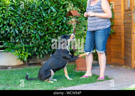 Formation femme son chien le sit commande à l'aide de friandises. Banque D'Images