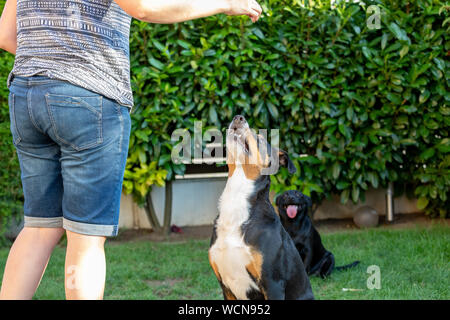 Formation femme son chien le sit commande à l'aide de friandises. Banque D'Images